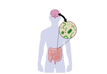 How Your Gut Health Affects Your Mental Health
